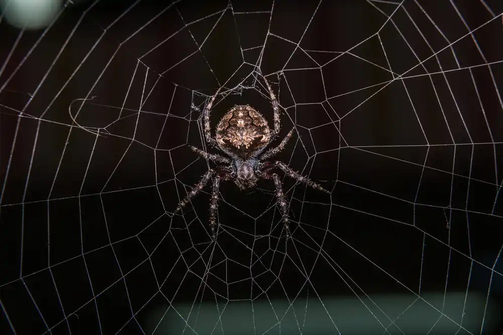 Arabesque Orb Weaver Spider
