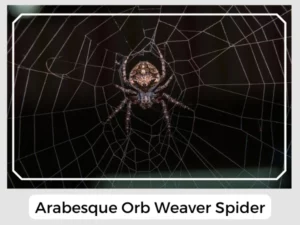Arabesque Orb Weaver Spider