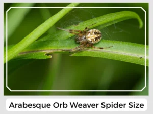 Arabesque Orb Weaver Spider Size