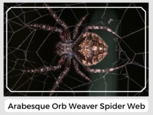 Arabesque Orb Weaver Spider Web