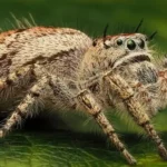 Canopy Jumping Spider
