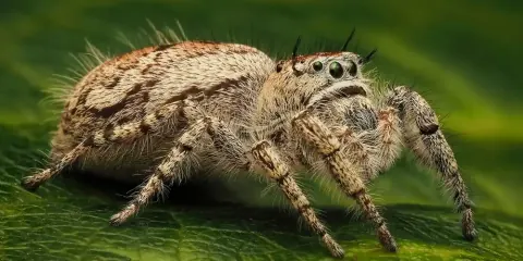 Canopy Jumping Spider