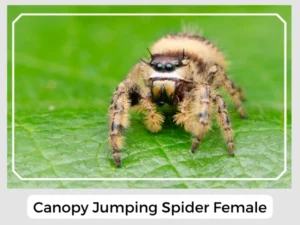 Canopy Jumping Spider Female