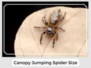 Canopy Jumping Spider Size