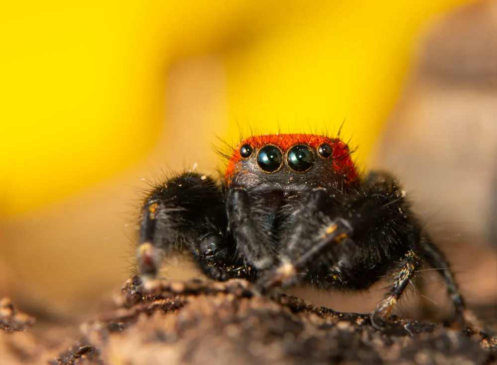 Cardinal Jumping Spider