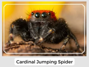 Cardinal Jumping Spider