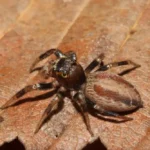 Dimorphic Jumping Spider Female