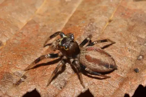 Dimorphic Jumping Spider Female