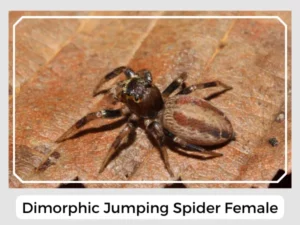 Dimorphic Jumping Spider Female