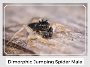 Dimorphic Jumping Spider Male