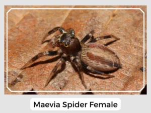 Maevia Spider Female