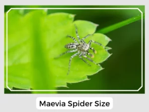 Maevia Spider Size
