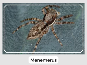 Menemerus Image