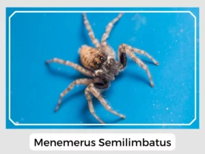 Menemerus Semilimbatus