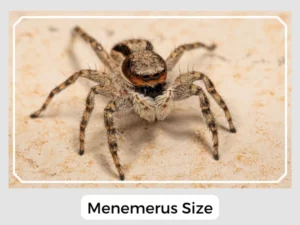 Menemerus Size
