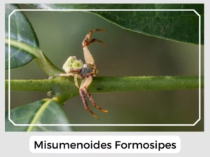 Misumenoides Formosipes