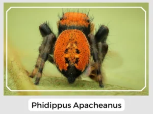 Phidippus Apacheanus