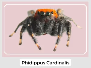 Phidippus Cardinalis