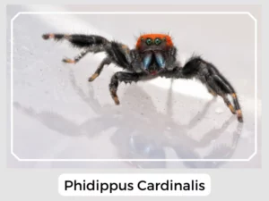 Phidippus Cardinalis Image