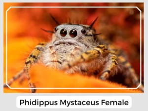 Phidippus Mystaceus Female