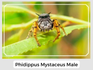 Phidippus Mystaceus Male