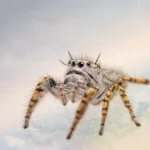 Phidippus Mystaceus Spider