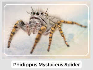 Phidippus Mystaceus Spider