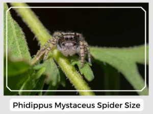 Phidippus Mystaceus Spider Size