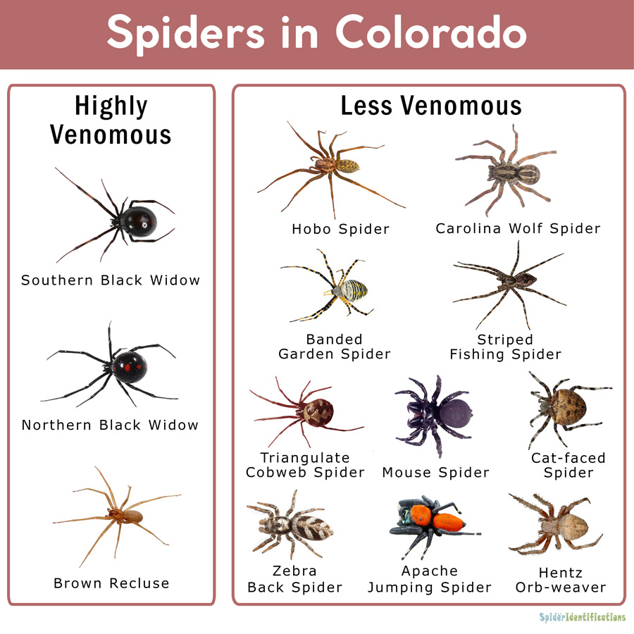 types of widow spiders in texas