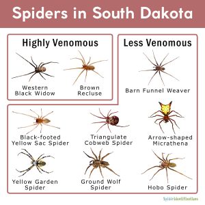 Spiders in South Dakota: List with Pictures
