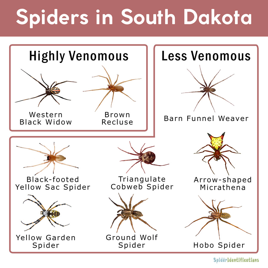 South Carolina Spider Identification Chart