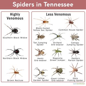 Spiders in Tennessee: List with Pictures