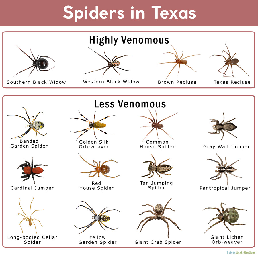 Spiders in Texas List with Pictures