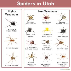 Spiders in Utah: List with Pictures