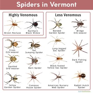 Spiders in Vermont: List with Pictures