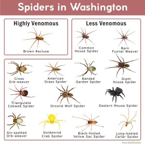 Spiders in Washington: List with Pictures