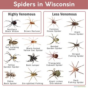 Spiders in Wisconsin: List with Pictures