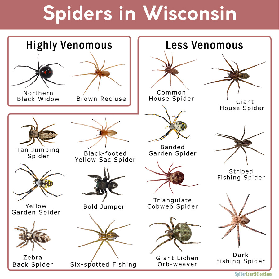 Spiders In Wisconsin Identification Chart 