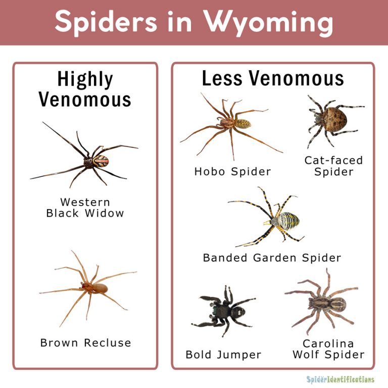 Spiders In Wyoming List With Pictures