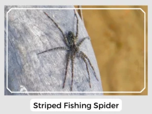 Striped Fishing Spider