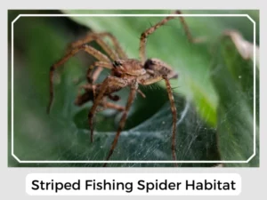 Striped Fishing Spider Habitat