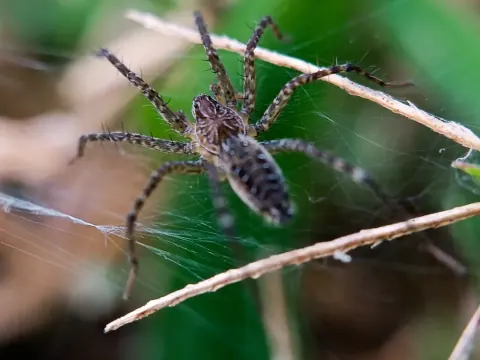 Striped Fishing Spider Size