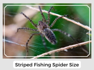 Striped Fishing Spider Size