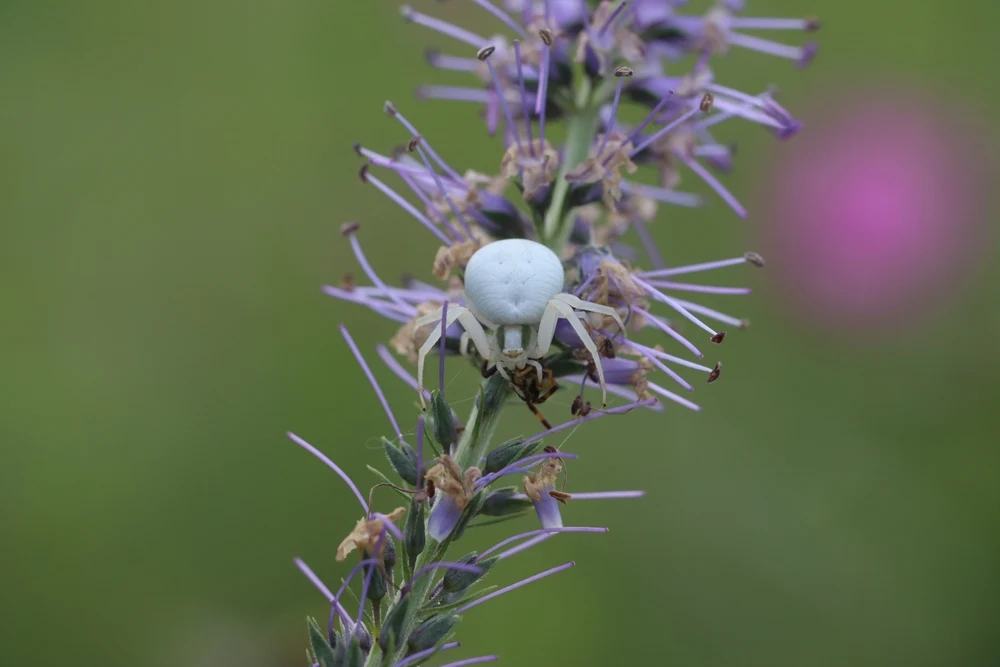 White Banded Crab Spider
