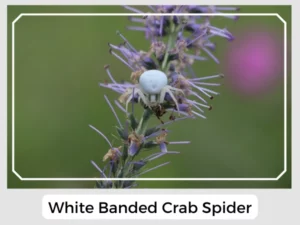 White Banded Crab Spider