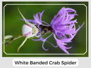 White Banded Crab Spider Image
