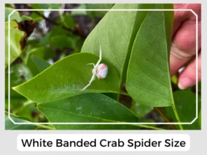 White Banded Crab Spider Size