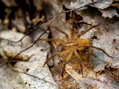 Anahita punctulata
