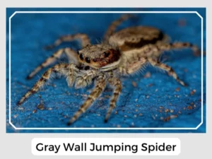 Gray Wall Jumping Spider
