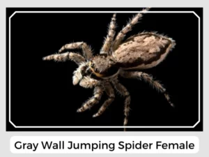 Gray Wall Jumping Spider Female